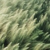 Read post: pekok">